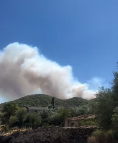 peristeria2.JPG
